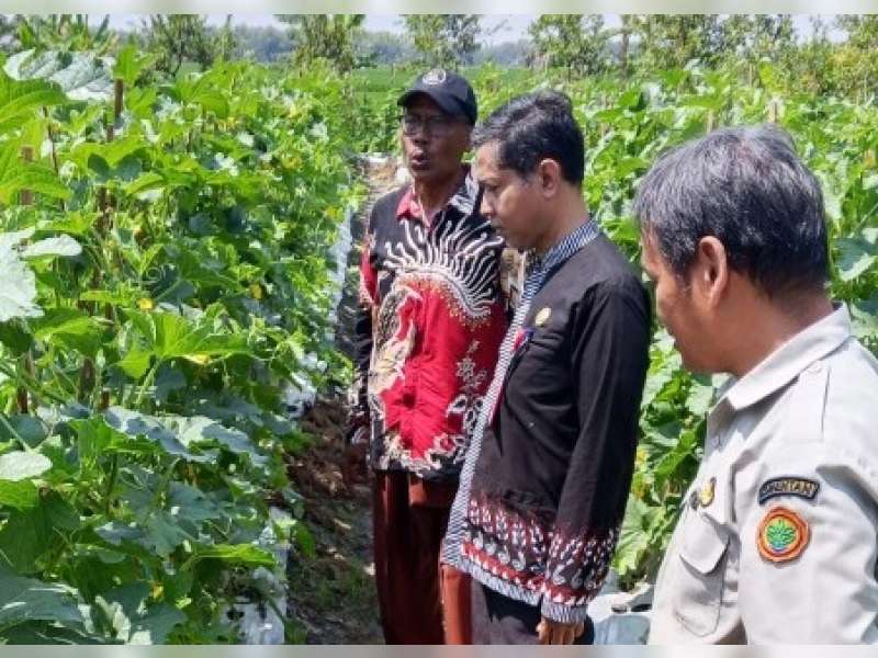 Inovatif, Petani asal Balen Bojonegoro Kembangkan Pertanian Terpadu di Lahan Sempit