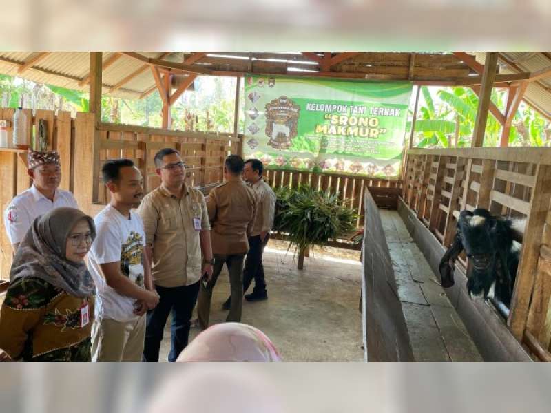 Mandiri Pakan Hingga Olah Kulit Kambing, Kelompok Ternak Srono Makmur Bojonegoro Masuk Penilaian Tingkat Jatim