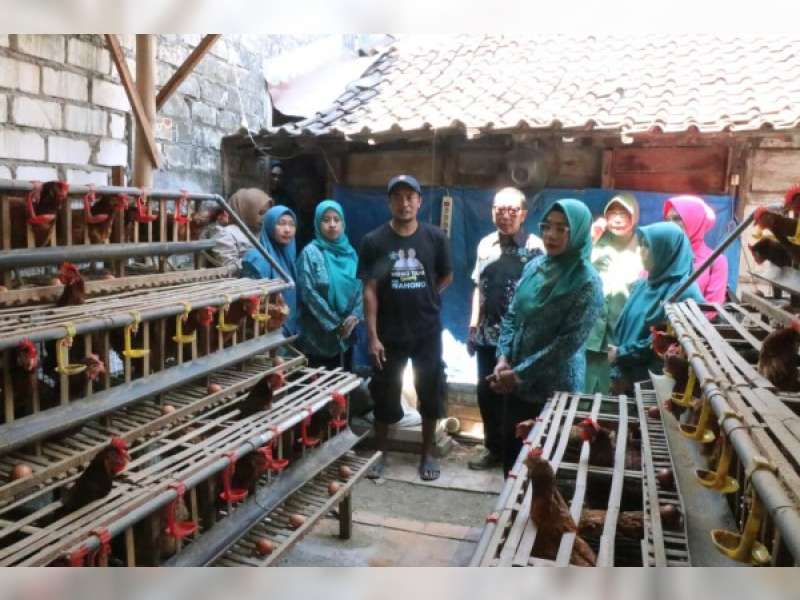 Inspiratif, Warga Kanor Bojonegoro Manfaatkan Lahan Belakang Rumah untuk Ternak Ayam Petelur Mandiri