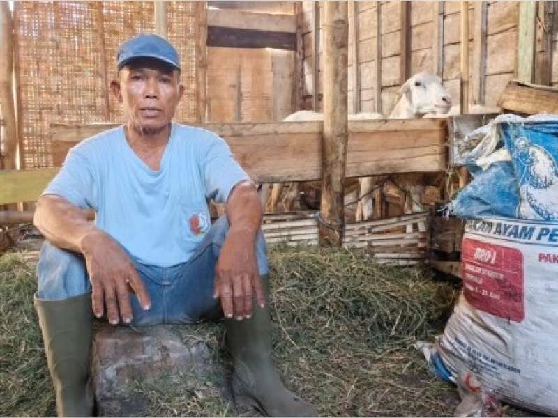 Program Domba Kesejahteraan Pemkab Bojonegoro Bawa Manfaat Nyata bagi Warga Desa Begadon Gayam