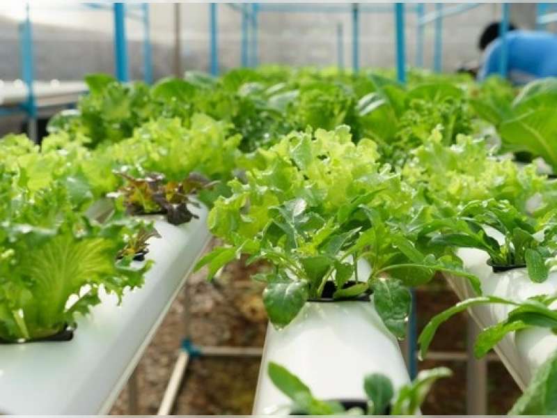 Sayuran Hidroponik Otomatis Belum Tentu Lebih Sehat Dibanding Konvensional
