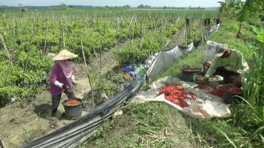  Harga Anjlok Petani Cabai Merah Besar di Bojonegoro 