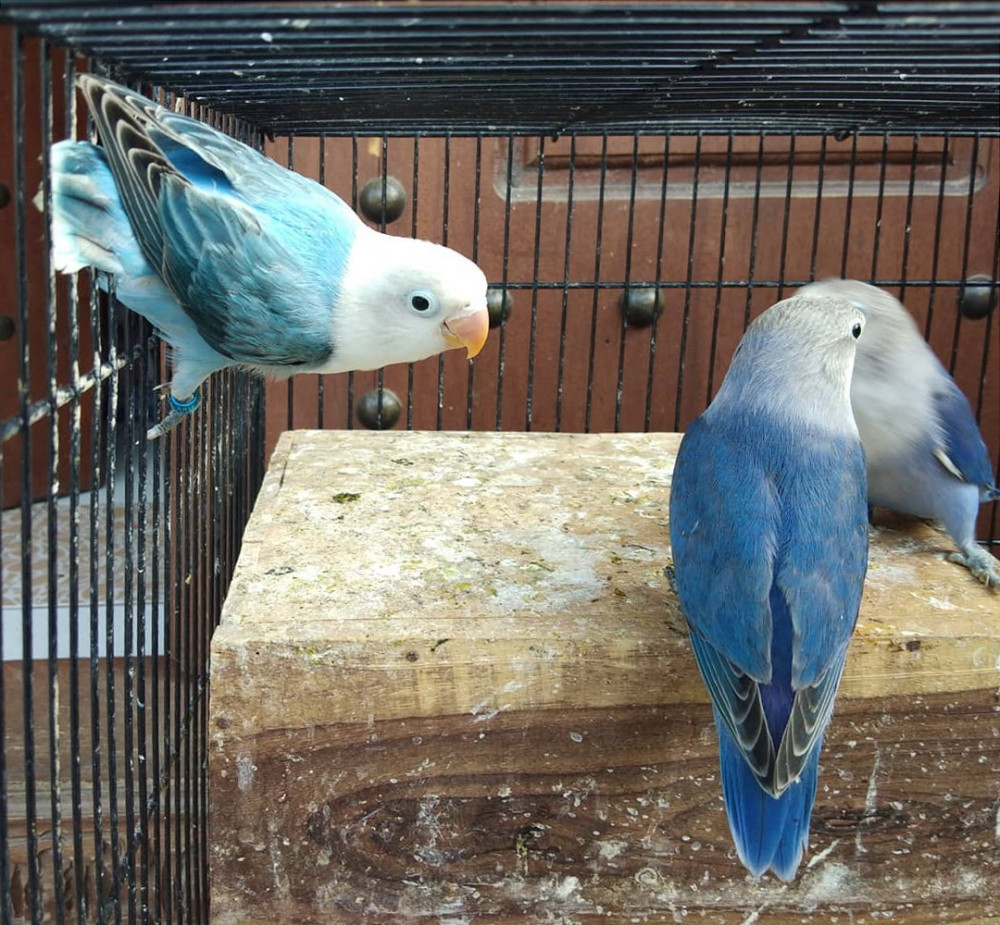 Berawal Dari Hobi Bripka Arip Nirwanto Sukses Beternak Burung